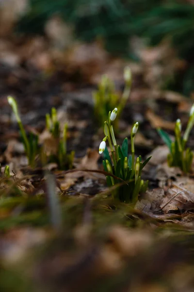 Kwiaty Wiosennego Ogrodu Ommon Snowdrop Galanthus Nivalis Kwiaty Naturalnym Zielonym — Zdjęcie stockowe