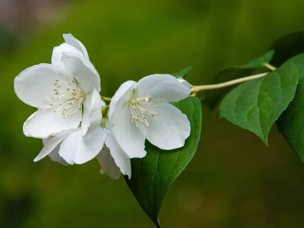 White Flowers Philadelphus Philadelphus Ornamental Flowering Shrub Garden — Stock Photo, Image