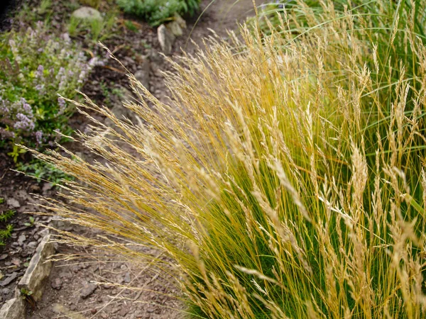 Festuca Ovina Festuca Ovina Festuca Ovina Una Specie Erba — Foto Stock