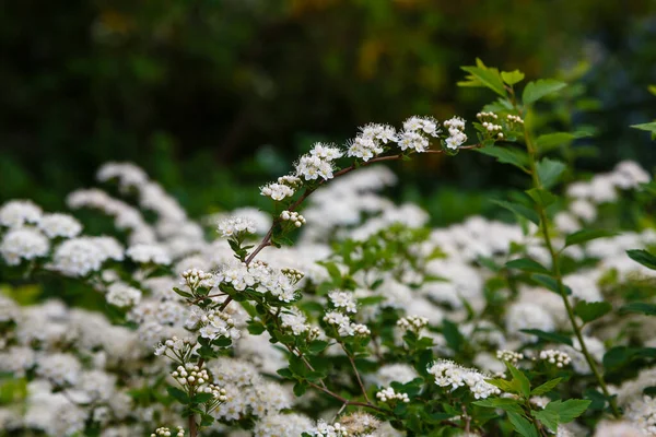 Flor Spirea Nipponica Montículo Nieve Primavera Flores Blancas Espirea Jardín —  Fotos de Stock