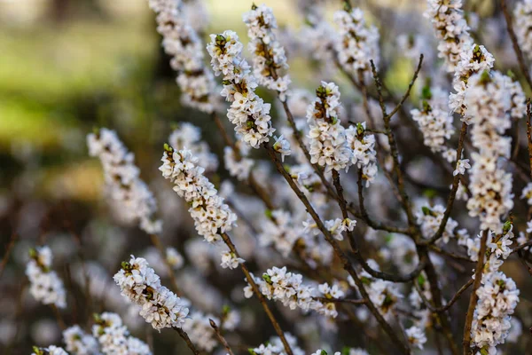 Ramas Flores Blancas Daphne Mezereum — Foto de Stock