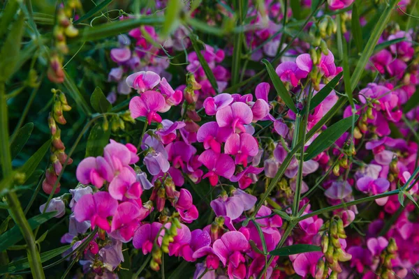 花园里的百里香花 绿色背景的甜豌豆花 — 图库照片