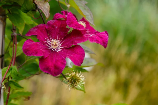 Blooming Clematis Garden Red Flowers Clematis Natural Background — Stock Photo, Image