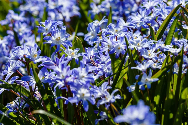 Flores Azules Primavera Flor Chionodoxa Luciliae Jardín Chionodoxa Perenne Temprano — Foto de Stock