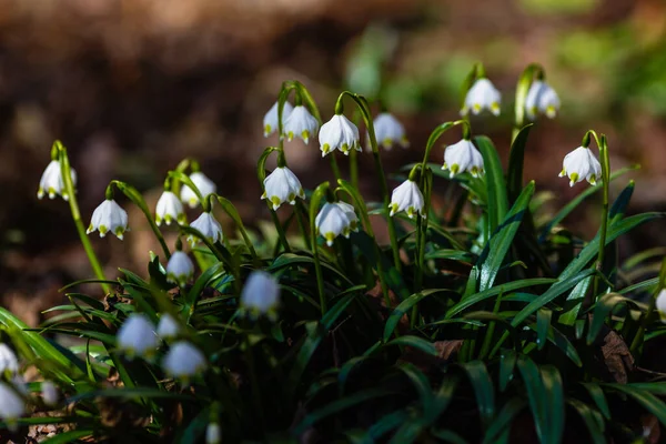 Leucojum Vernumは春の白い花で 降雪のように見える早咲きの植物です Leucojum Vernumは多年生の球根植物です ガランサス ヴェルナ ニヴァラ ヴェルナ エリノスマ — ストック写真