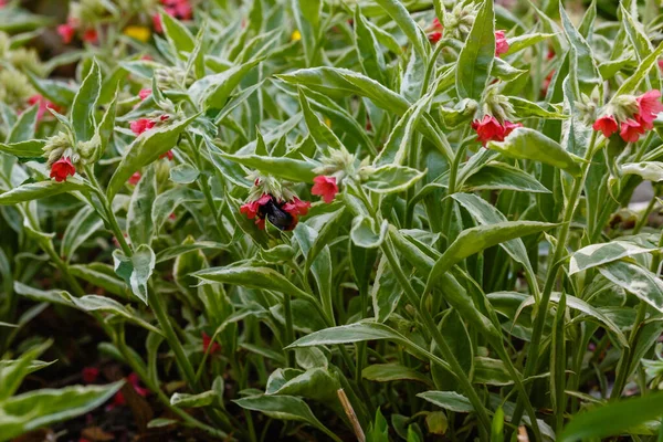 Pulmonaria Rubra Tipo David Ward Flores Vermelhas Únicas Lungwort Jardim — Fotografia de Stock