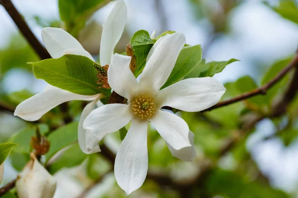 Magnolia White Flowers Garden Early Spring — Stock Photo, Image
