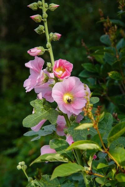 夏日花园中美丽的玛娃 莫莎塔 麝香或麝香 粉红花朵 — 图库照片