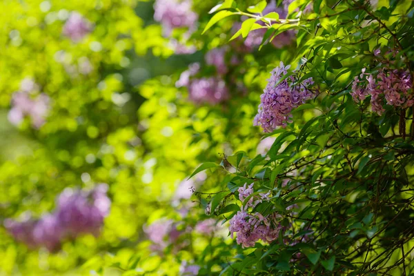 Lilla Syringa Vulgaris Che Fiorisce Nel Giardino Primaverile Rosa Lilla — Foto Stock