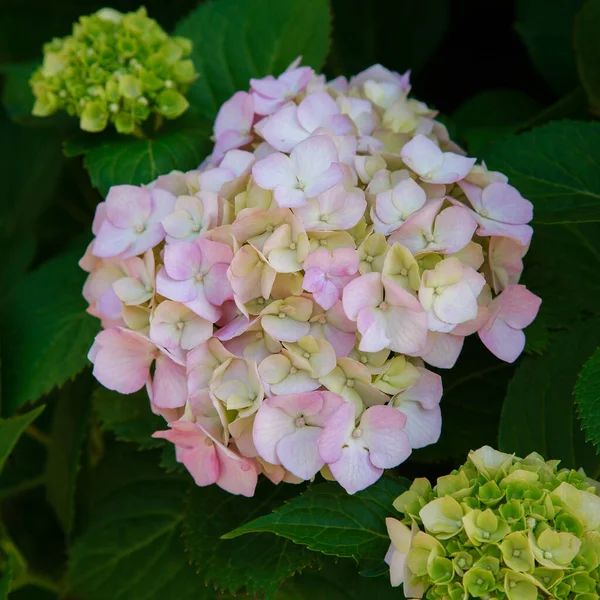Piękne Kwiaty Hortensji Hydrangea Makrofilia Kwitnąca Ogrodzie — Zdjęcie stockowe