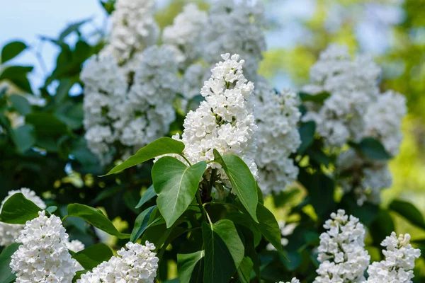 Blossoming Branch White Lilac Spring Garden — Stock Photo, Image