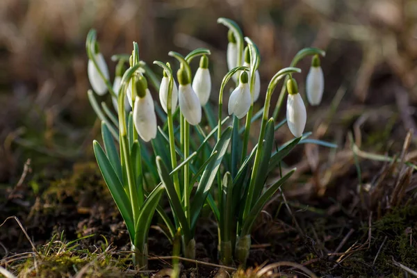 Kwiaty Wiosennego Ogrodu Ommon Snowdrop Galanthus Nivalis Kwiaty Naturalnym Zielonym — Zdjęcie stockowe