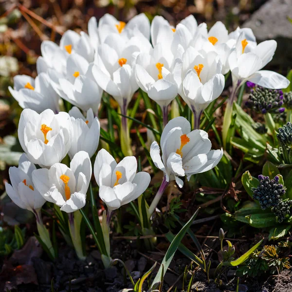 White Crocuses Spring Garden — Stock Photo, Image