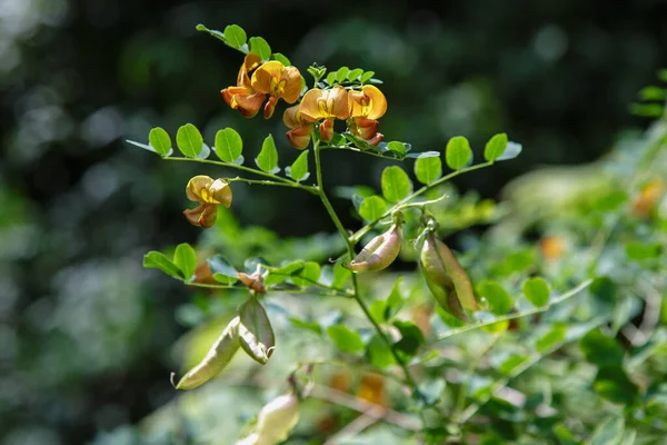 Colutea Arborescens Garten Leuchtend Orange Blüten Und Samen — Stockfoto