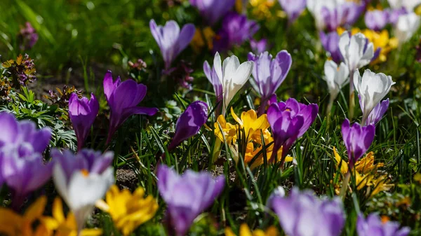 Фіолетові Біло Жовті Крокуси Весняному Саду — стокове фото