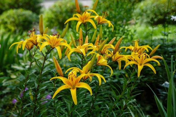 Цветы Желтой Лилии Lilium Bulbiferum Саду — стоковое фото