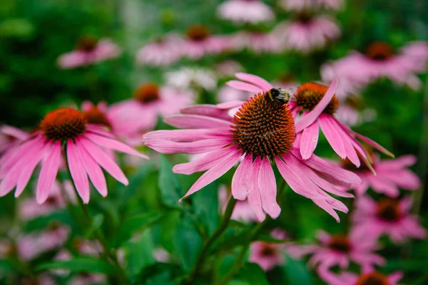 园中的粉红鹰头狮 蜜蜂在花朵上 — 图库照片