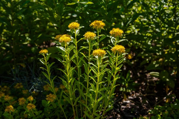 Żółte Kwiaty Sedum Kwitną Żółte Sedum Ogrodzie — Zdjęcie stockowe