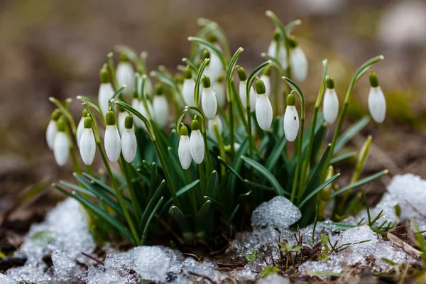 Kwiaty Kropelki Śniegu Galanthus Nivalis Wiosną Pierwsze Opady Śniegu Pośród — Zdjęcie stockowe