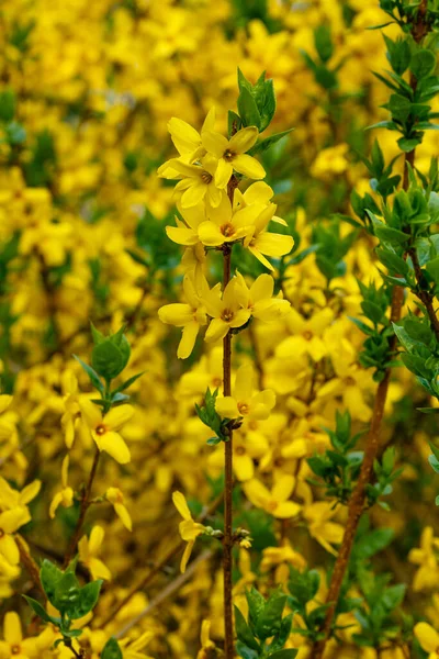 Border Forsythia Een Sierlijke Bladverliezende Struik Van Tuinoorsprong Gele Forsythia — Stockfoto