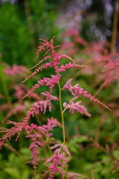 Astilba Thunberga Jardín Flor Astilba Thngerga Verano — Foto de Stock