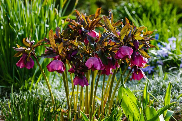 Lenten Rose Helleborus Caucasicus 정원에 정원이다 Helleborus Abchasicus — 스톡 사진