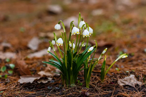 白花是春天的白花 是一种早熟开花的植物 看起来像雪花 白莲是一种多年生球茎植物 Galanthus Vernus Nivaria Verna Erinosma Verna — 图库照片