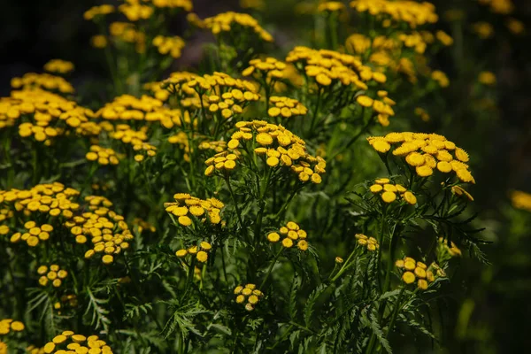 Tanacetum Vulgare Fundo Natural Flores Amarelas Tansy Comuns — Fotografia de Stock