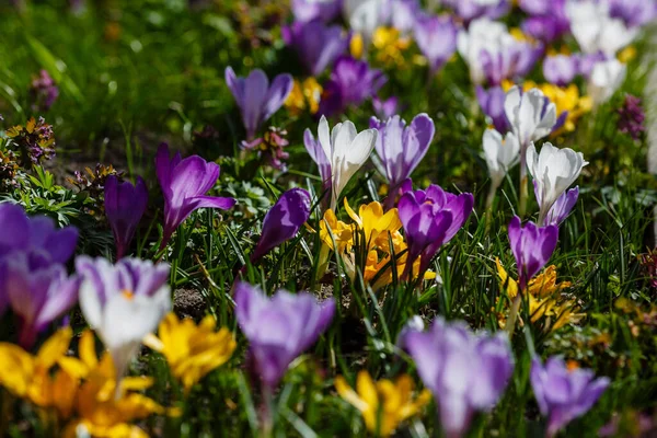 Fioletowe Białe Żółte Krokusy Wiosennym Ogrodzie — Zdjęcie stockowe