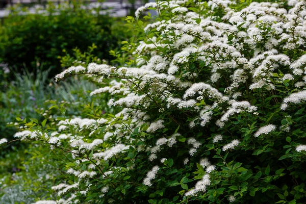 Blossom Spirea Nipponica Snowmound Springtime White Flowers Spirea Garden Decorative — Stock Photo, Image