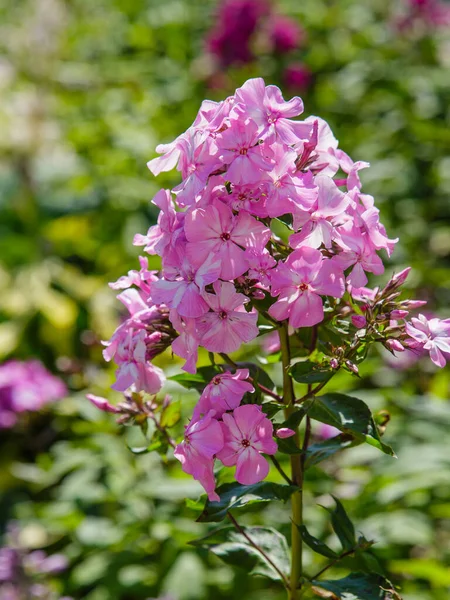 Lindas Flores Phlox Paniculata Floração Ramos Phlox Jardim — Fotografia de Stock