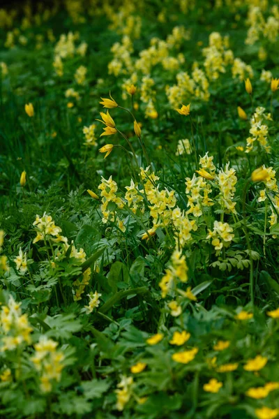 Verde Prato Soleggiato Parco Giardino Con Fiori Corydalis Estate Primavera — Foto Stock