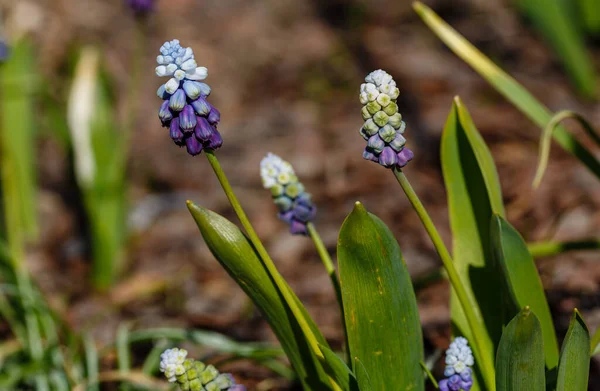 Virágzó Muscari Tavaszi Kertben Növesztő Hagymafélék Kertben — Stock Fotó