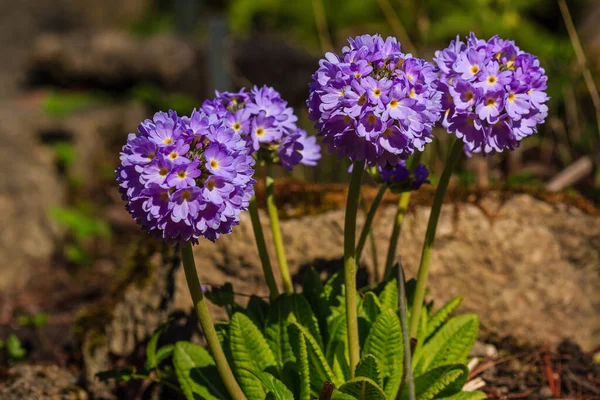 Primula Denticulata Drumstick Primula Lila Trädgård Blommor Naturlig Bakgrund — Stockfoto