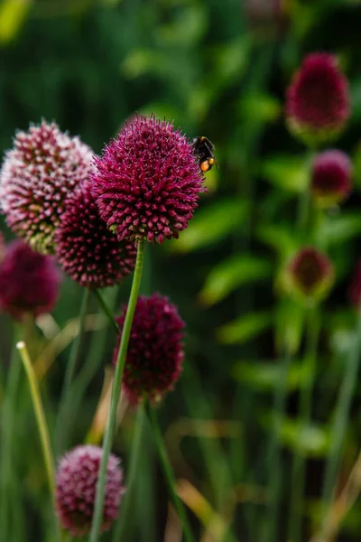 Beautiful Flowers Miscanthus Sinensis Garden — Stock Photo, Image