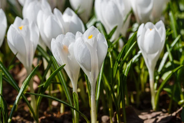 Crocos Brancos Jardim Primavera — Fotografia de Stock