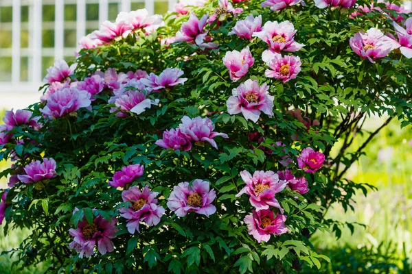 Peony ağacının güzel çiçekleri (Paeonia funruticosa) yaz bahçesinde