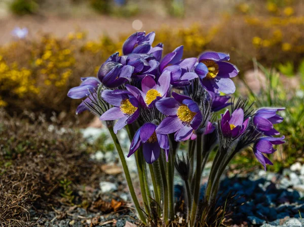 Pulsatilla Patens Popularne Nazwy Obejmują Wschodni Pasqueflower Preriowy Krokus Cutleaf — Zdjęcie stockowe