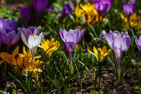 Lila Weiße Und Gelbe Krokusse Einem Frühlingsgarten — Stockfoto