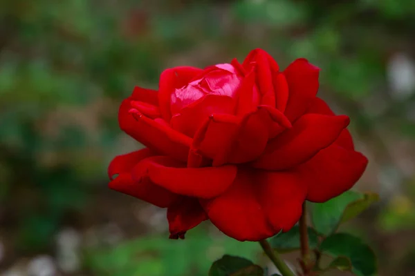 Красная Роза Саду Зеленом Фоне — стоковое фото