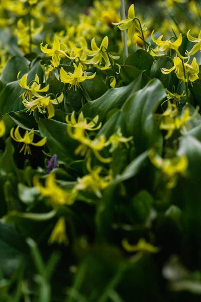 Flores Amarillas Eritronio Jardín Primavera Planta Bulbosa Herbácea Perenne Género — Foto de Stock