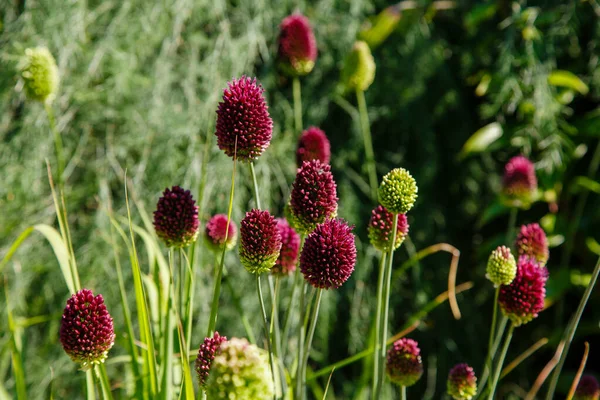 Vackra Blommor Miscanthus Sinensis Trädgården — Stockfoto