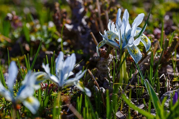 Kék Iridodictyum Virágok Tavaszi Kertben — Stock Fotó