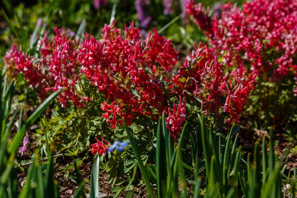 Hollowroot Corydalis Cava Corydalis Cava Red Spring Flowers Corydalis Closeup — Stock Photo, Image