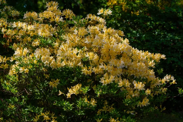 Rododendro Fiorito Nel Giardino Primaverile Bellissimi Fiori Rododendro Giallo — Foto Stock