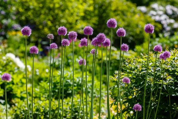 Allium Giganteum Blommar Några Kulor Blommande Allium Blommor Vacker Bild — Stockfoto