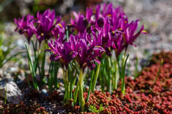 Purple Iridodictyum Flowers Spring Garden — Stock Photo, Image