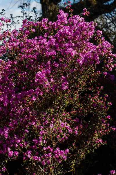 Rododendron Dauricum Wiosną — Zdjęcie stockowe