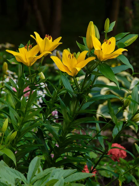 Κίτρινα Άνθη Κρίνου Lilium Bulbiferum Στον Κήπο — Φωτογραφία Αρχείου