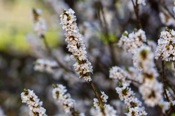 Branches White Daphne Mezereum Flowers — Stock Photo, Image